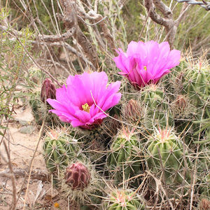 Meet your Posher, Janie